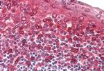 TAAR5 Antibody in Immunohistochemistry (Paraffin) (IHC (P))