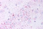 TAAR5 Antibody in Immunohistochemistry (Paraffin) (IHC (P))