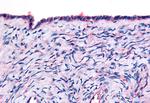 THRA Antibody in Immunohistochemistry (Paraffin) (IHC (P))