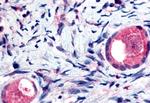 TMEM5 Antibody in Immunohistochemistry (Paraffin) (IHC (P))