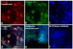 HA Tag Antibody in Immunocytochemistry (ICC/IF)