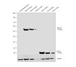 HA Tag Antibody in Western Blot (WB)