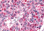 BAI2 Antibody in Immunohistochemistry (Paraffin) (IHC (P))