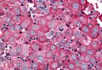 BAI2 Antibody in Immunohistochemistry (Paraffin) (IHC (P))