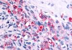 BAI2 Antibody in Immunohistochemistry (Paraffin) (IHC (P))