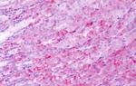 Bestrophin 4 Antibody in Immunohistochemistry (Paraffin) (IHC (P))