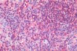 C3a Receptor Antibody in Immunohistochemistry (Paraffin) (IHC (P))