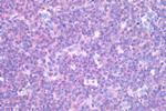 C3a Receptor Antibody in Immunohistochemistry (Paraffin) (IHC (P))