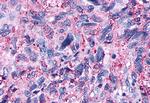 OPRD1 Antibody in Immunohistochemistry (Paraffin) (IHC (P))