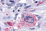 OPRD1 Antibody in Immunohistochemistry (Paraffin) (IHC (P))