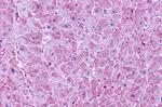 LPAR3 Antibody in Immunohistochemistry (Paraffin) (IHC (P))