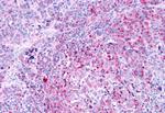 LPAR3 Antibody in Immunohistochemistry (Paraffin) (IHC (P))