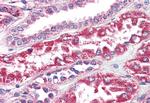 PTGER2 Antibody in Immunohistochemistry (Paraffin) (IHC (P))