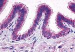 PTGER2 Antibody in Immunohistochemistry (Paraffin) (IHC (P))