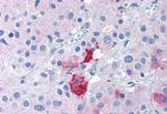 EPHX2 Antibody in Immunohistochemistry (Paraffin) (IHC (P))