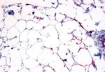 GPR109B Antibody in Immunohistochemistry (Paraffin) (IHC (P))