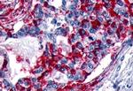 GPR133 Antibody in Immunohistochemistry (Paraffin) (IHC (P))