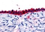 GPR133 Antibody in Immunohistochemistry (Paraffin) (IHC (P))