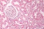 GPR133 Antibody in Immunohistochemistry (Paraffin) (IHC (P))