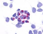 GPR161 Antibody in Immunocytochemistry (ICC/IF)