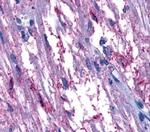 GPR161 Antibody in Immunohistochemistry (Paraffin) (IHC (P))