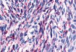 GPR161 Antibody in Immunohistochemistry (Paraffin) (IHC (P))