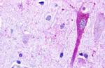 GPR183 Antibody in Immunohistochemistry (Paraffin) (IHC (P))