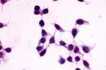 GPR27 Antibody in Immunocytochemistry (ICC/IF)