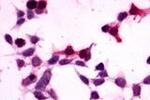 GPR27 Antibody in Immunocytochemistry (ICC/IF)