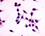 GPR27 Antibody in Immunocytochemistry (ICC/IF)