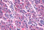 GPR27 Antibody in Immunohistochemistry (Paraffin) (IHC (P))