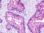 GPR27 Antibody in Immunohistochemistry (Paraffin) (IHC (P))