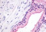 GPR27 Antibody in Immunohistochemistry (Paraffin) (IHC (P))