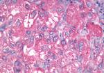 GPR27 Antibody in Immunohistochemistry (Paraffin) (IHC (P))