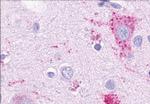 GPR4 Antibody in Immunohistochemistry (Paraffin) (IHC (P))