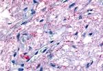 GPR50 Antibody in Immunohistochemistry (Paraffin) (IHC (P))