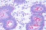 GPR50 Antibody in Immunohistochemistry (Paraffin) (IHC (P))