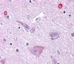 GPR50 Antibody in Immunohistochemistry (Paraffin) (IHC (P))