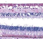 GPR50 Antibody in Immunohistochemistry (Paraffin) (IHC (P))