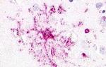 GPR52 Antibody in Immunohistochemistry (Paraffin) (IHC (P))