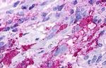 GPR52 Antibody in Immunohistochemistry (Paraffin) (IHC (P))