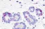 GPR52 Antibody in Immunohistochemistry (Paraffin) (IHC (P))