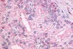 GPR55 Antibody in Immunohistochemistry (Paraffin) (IHC (P))