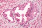 GPR55 Antibody in Immunohistochemistry (Paraffin) (IHC (P))