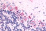 GPR89A Antibody in Immunohistochemistry (Paraffin) (IHC (P))