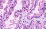 RAI3 Antibody in Immunohistochemistry (Paraffin) (IHC (P))