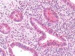 RAI3 Antibody in Immunohistochemistry (Paraffin) (IHC (P))