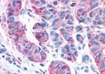 RAI3 Antibody in Immunohistochemistry (Paraffin) (IHC (P))