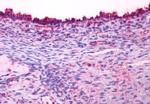 LHR Antibody in Immunohistochemistry (Paraffin) (IHC (P))