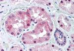 KCNE3 Antibody in Immunohistochemistry (Paraffin) (IHC (P))